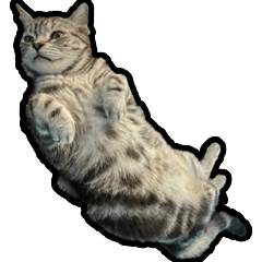 Nobu american shorthair