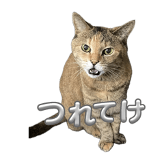 ZEN_20250413182427