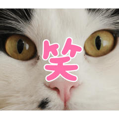 komugi_20250413150310