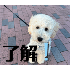 misa_20250413164322
