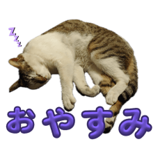 ここあののんびり日記1