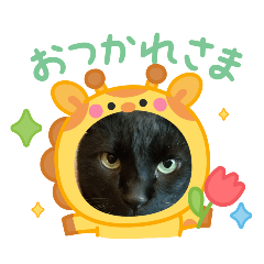 kuro_20250413193232