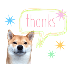 shibacamel4