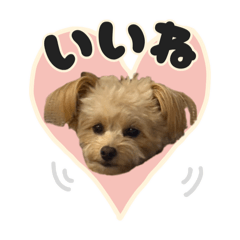 おっタル&おっちゃむ&おっこむさん