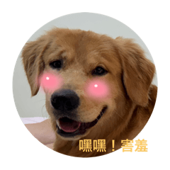 黃金獵犬 陳大富