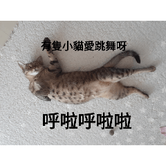 可愛的貓咪 柚子糖糖
