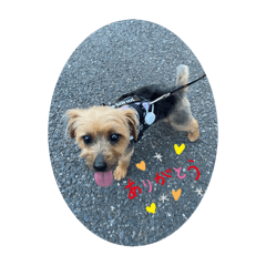 coco_20250413202518
