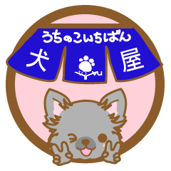 INUYA-utinokoitiban-(chihuahua)3