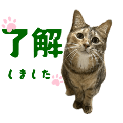Mii_20250413174849