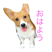 corgi.coconut