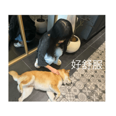 可愛的小柴犬貼圖