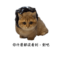 Nikki_20250411160755