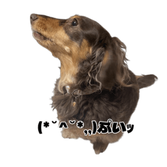 maco_20250413003336 – LINE stickers | LINE STORE