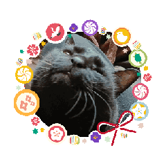 kuro_20250413194210
