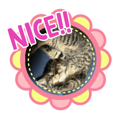 ritsu neko