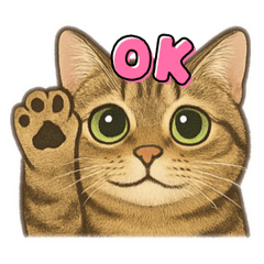 Meow_20250411092528