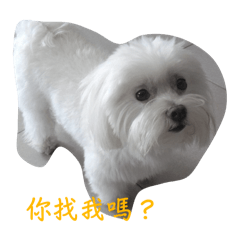 馬爾濟斯尼爾
