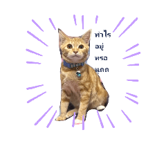 cat_20250409115546
