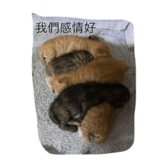 貓家庭的貓言貓語