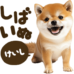 Shibainu mix [Keishi]