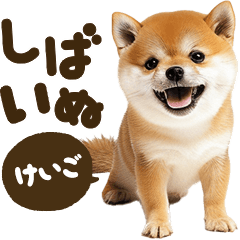 Shibainu mix [Keigo]