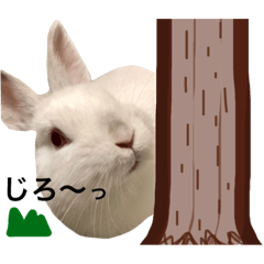 Rabbit loooooove 2
