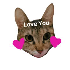 momo is a cute cat.