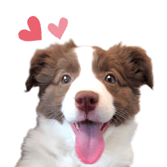 Puppy ボーダーコリー Lillie 2 Line スタンプ Line Store Puppy ボーダーコリー Lillie 2 Line スタンプ Line Store