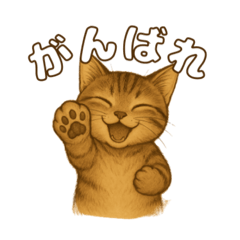 キジトラの子猫（挨拶編）
