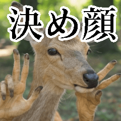 Deer with a determined look