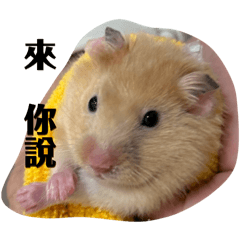 麻麻麻麻麻麻麻麻 吉