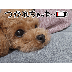 maron_20250414092720