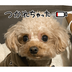 tomo_20250414123714
