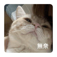 吳家貓狗日常