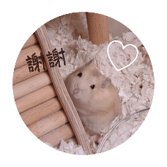 倉鼠球球:D