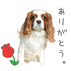 StampNo:5191