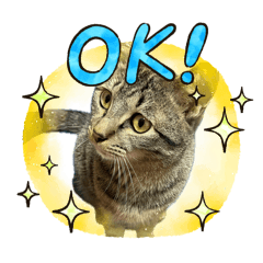 Cat Life 202020