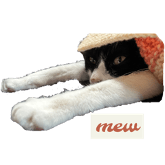 cat_20250414142904