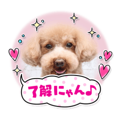 Cocoa_20250414