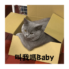 董仔表情包2.0