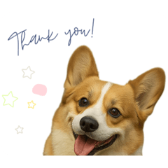 A Fun Day in the Life of a Corgi