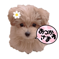 POM_20250414194653