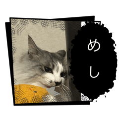 ruru_20250414221345