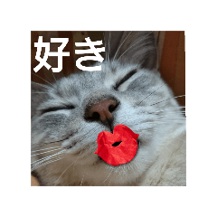 ドアップ猫