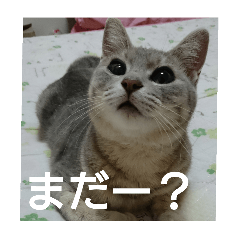 ドアップ猫2
