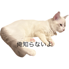 wonderful cat Luna2