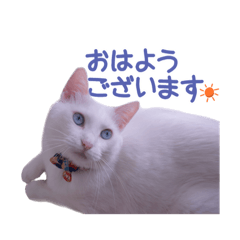 白猫　小梅ちゃん