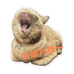 うちの子にゃんこさんズ
