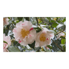 茶花 樁 動態貼圖