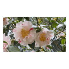 茶花 樁 動態貼圖.
